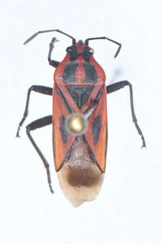 Réf. 320 918 : Spilostethus rivularis
